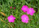 25 Dianthus carthusianorum seeds,