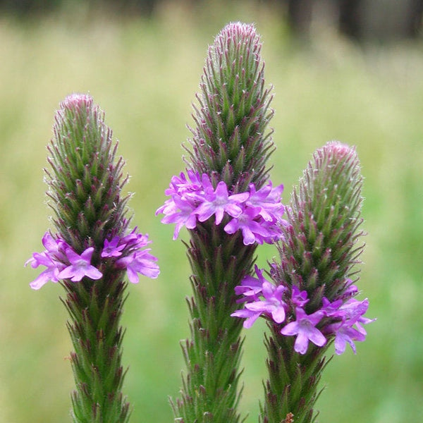 15 Verbena macdougalii  Seeds , Macdougal verbena Seeds