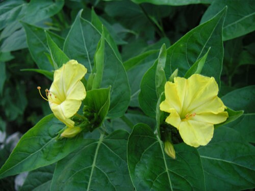 10 Mirabilis nyctaginea  Seeds ,wild four o'clock, heartleaf four o'clock, heartleaf umbrella wort