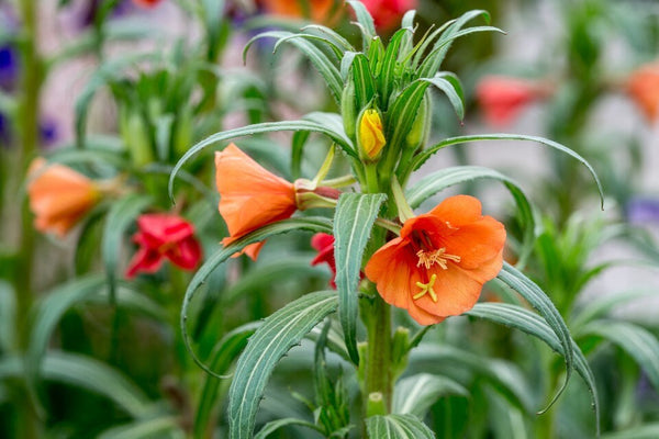 10 Oenothera versicolor Seeds, Sunset Boulevard Seeds,