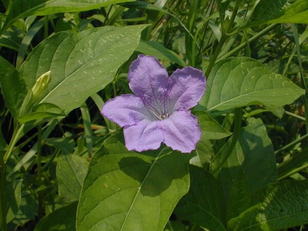 10 Ruellia strepens Seeds, Limestone ruellia