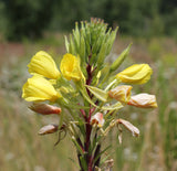 15  Oenothera odorata Seeds, Evening Primrose Seeds