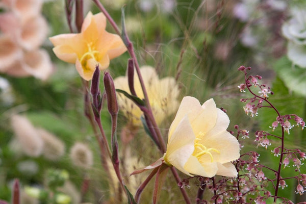 15  Oenothera odorata Seeds, Evening Primrose Seeds