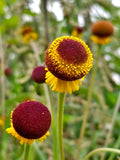 20 Helenium puberulum  Seeds, Autumn Lollipop Seeds