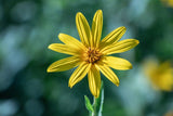 20 Helianthus argophyllus  Seeds, Helianthus tuberosus Seeds , Helianthus strumosus,