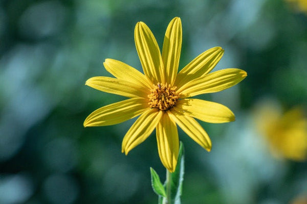 20 Helianthus argophyllus  Seeds, Helianthus tuberosus Seeds , Helianthus strumosus,