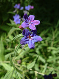 10 Lithospermum erythrorhizon Seeds,  Purple Gromwell Seeds