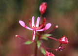 10 lopezia racemosa Seeds, Mosquito Flower Seeds, Mosquito Flower Seeds