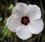 5 Pavonia hastata Seeds , spear leaf Pavonia, swamp mallow Pavonia,  pink pavonia Seeds