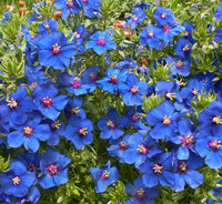 20 Lysimachia monelli Seeds, Anagallis monelli Seeds,  blue pimpernel Seeds.  garden pimpernel Seeds