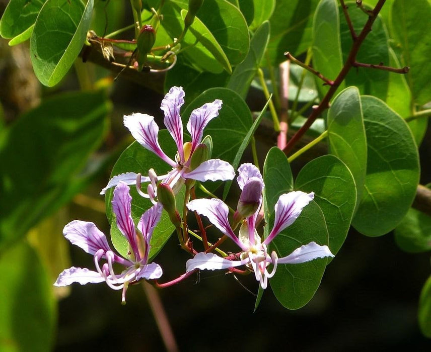 10 Bauhinia yunnanensis Seeds, Chinese orchid tree Seeds, Yunnan Bauhinia Seeds,