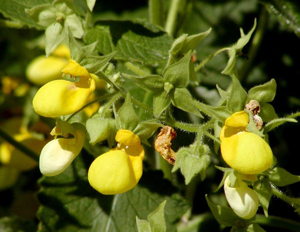 15 Calceolaria pinnata Seeds, slipper flower Seeds,  pocketbook flower, or slipperwort,