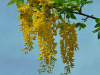 10 Laburnum anagyroides Seeds , common laburnum Seeds , golden chain Laburnum, golden rain Plant Seeds