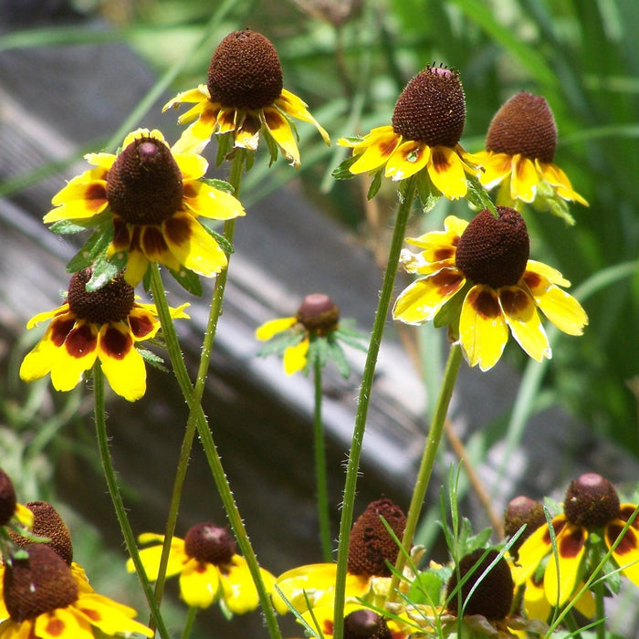 25 Dracopis amplexicaulis Seeds, Clasping coneflower Seeds