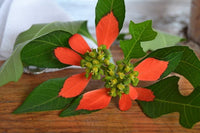 10 Wild Poinsettia Seeds, Euphorbia cyathophora Seeds