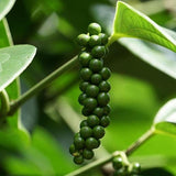 200 Piper nigrum Seeds, Black Pepper Seeds