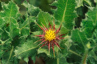 15 Cnicus benedictus Seeds,  Blessed Thistle Seeds