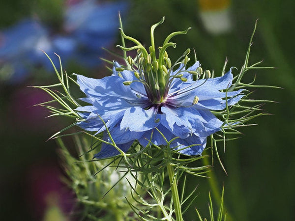 1000 Nigella sativa Seeds  , Black Cumin Seeds.Fennel flower. Nutmeg flower Seeds, ,Roman coriander Seeds .