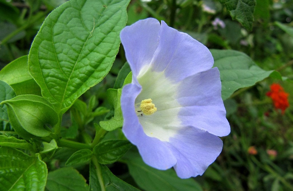 500 Nicandra physaloides Seeds , Shoo fly Plant Seeds. Apple of Peru Seeds