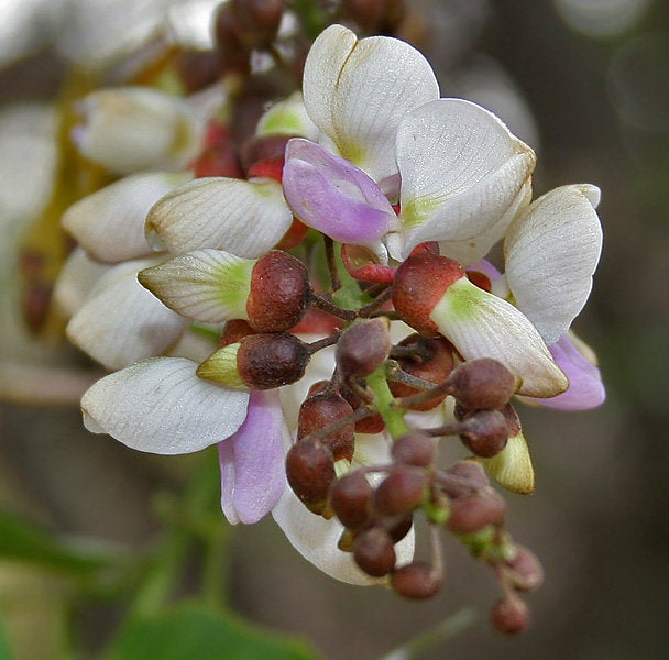 50 Pongamia Pinnata Seeds . Derris indica  Seeds , Indian beech Tree Seeds