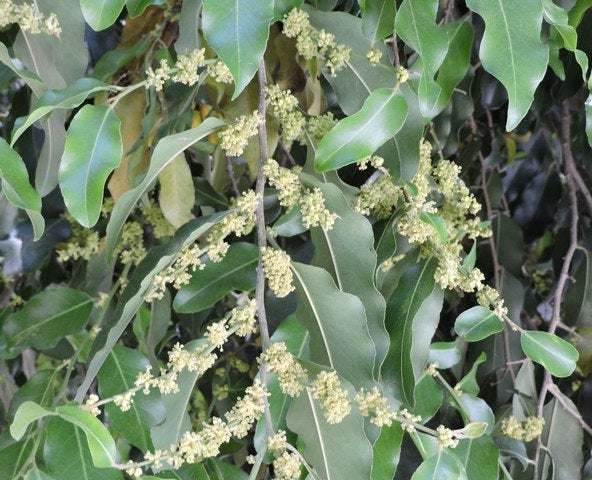 50 Putranjiva roxburghii Seeds. Putranjiva Seeds, Lucky Bean Tree Seeds.  Drypetes roxburghii Seeds , Nageia putranjiva