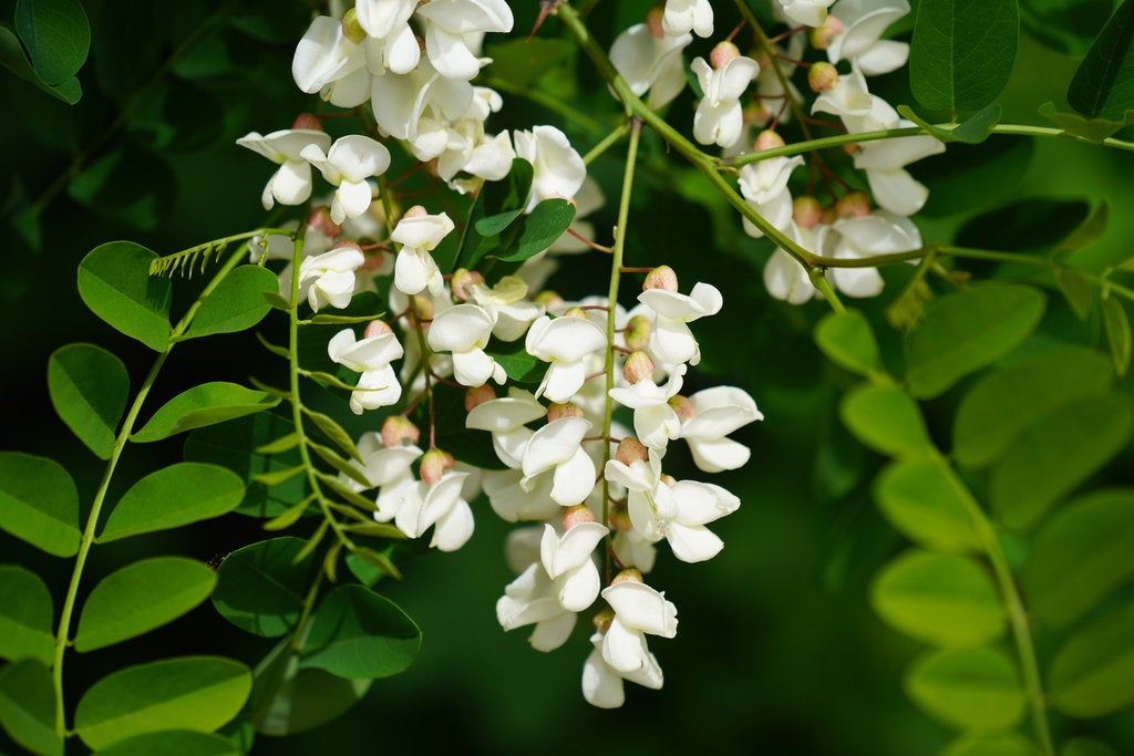 thumbnail image 2 of CHUXAY GARDEN 25 Seeds Robinia Pseudoacacia,Black Locust 2 of 13