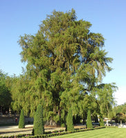 100 Taxodium mucronatum  Seeds, Mexican cypress, Seeds  Montezuma Cypress, Sabino, Ahuehuete Seeds