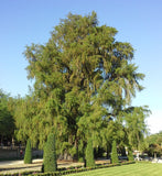 100 Taxodium mucronatum  Seeds, Mexican cypress, Seeds  Montezuma Cypress, Sabino, Ahuehuete Seeds