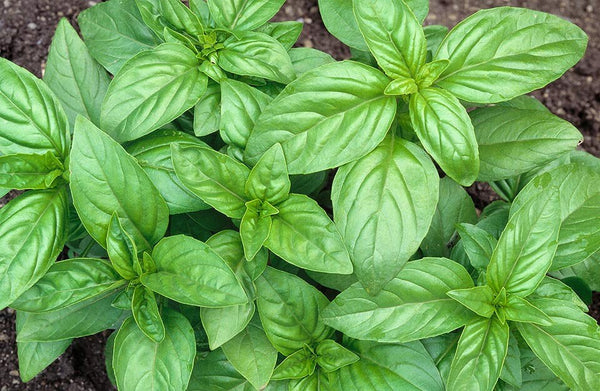 1000 Ocimum basilicum Seeds, Sweet Basil Seeds