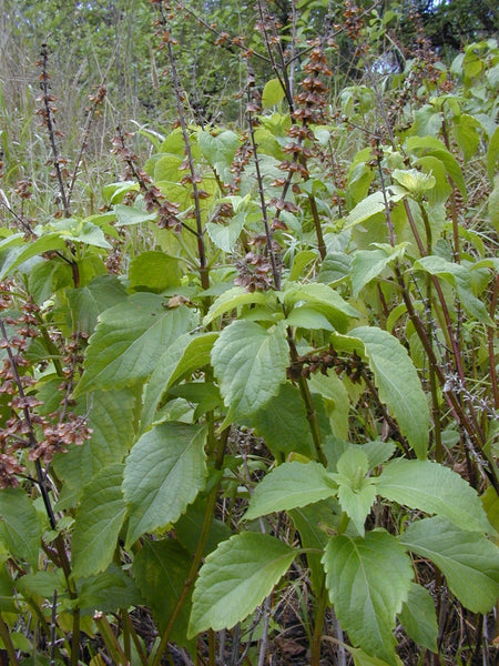 1000 Ocimum gratissimum  Seeds , Clove basil Seeds , African basil Seeds , Wild basil Seeds