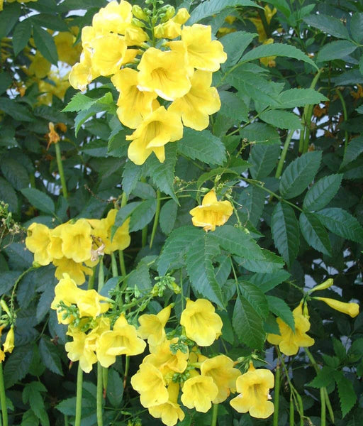 200 Tecoma stans Seeds, Yellow bells Seeds , Yellow trumpet Seeds , Yellow Elder Tree Seeds