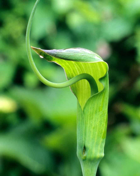 50 Arisaema tortuosum Seeds, Jack in The Pulpit Seeds, Whipcord Cobra Lily Seeds