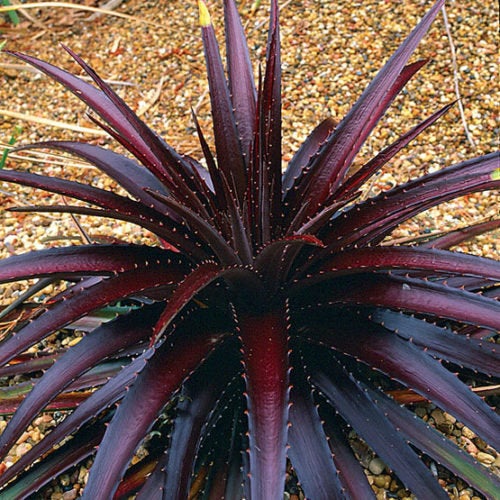 25 Dyckia platyphylla Seeds,  Dyckia Cherry Cola, Cherry Cola dyckia