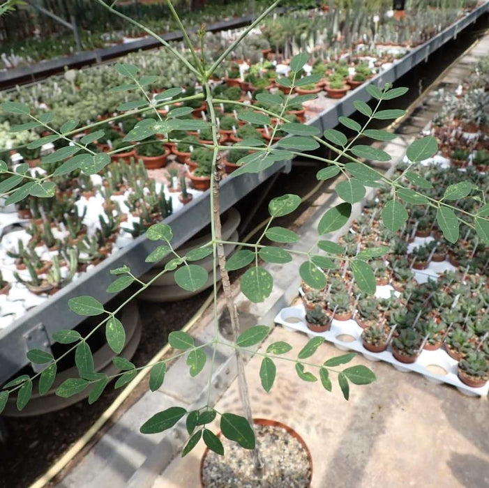 5 Assorted Moringa Species. Moringa drouhardii Seeds ,Moringa hildebrandtii , Moringa stenopetala , Moringa peregrina , Moringa oleifera
