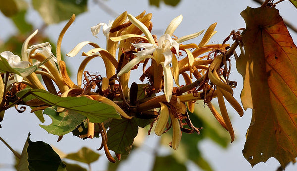 100 Pterospermum acerifolium Seeds . Dinnerplate Tree Seeds , Mayeng  Seeds,  Maple leaved  Seeds, Bayur tree Seeds