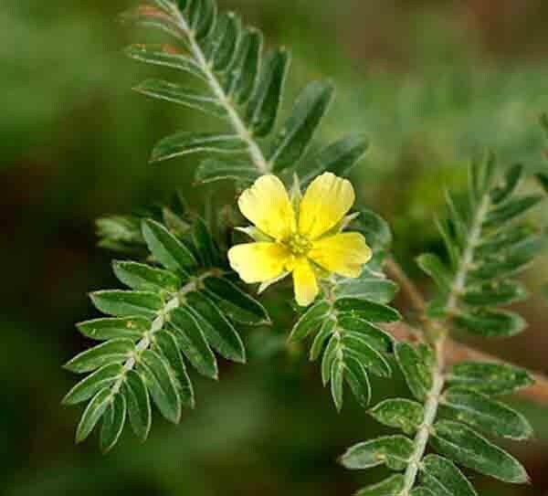 100 Tribulus terrestris Seeds .Puncture vine Seeds