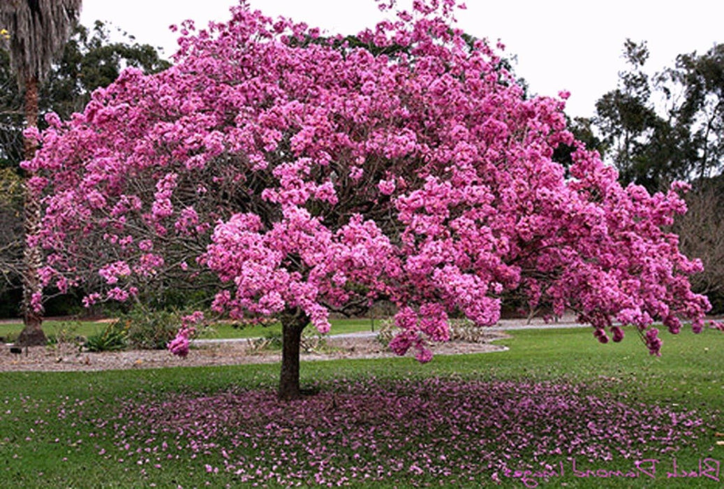 50 Tabebuia avellanedae seeds, Pink trumpet tree, lavender trumpet tree Seeds