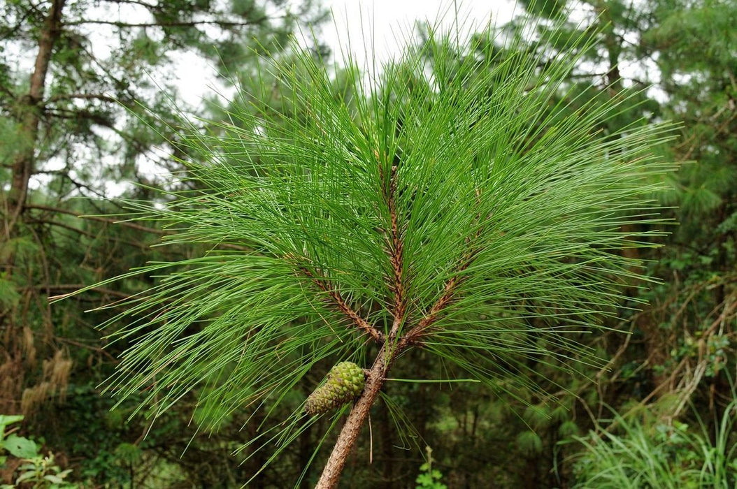 100 Pinus kesiya Seeds, Pinus kesiya Seeds . Pinus khasya Seeds , Pinus insularis Seeds , Benguet pine Seeds, three needled pine Tree  Seeds