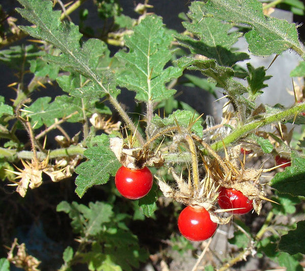 100 Solanum sisymbriifolium Seeds, Sticky Nightshade Seeds.The Fire-and-Ice plant, Litchi Tomato, or Morelle de Balbis