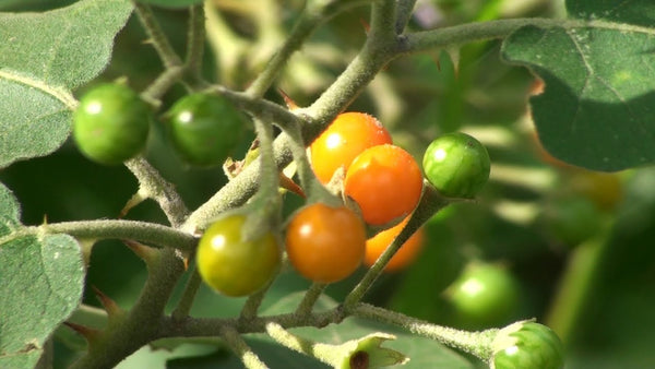 100 Solanum violaceum Seeds