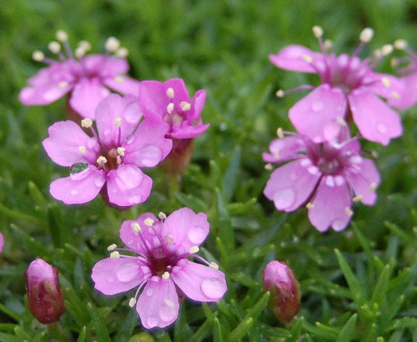 20 Silene acaulis Seeds, Silene acaulis, moss campion Seeds , Cushion Pink Seeds