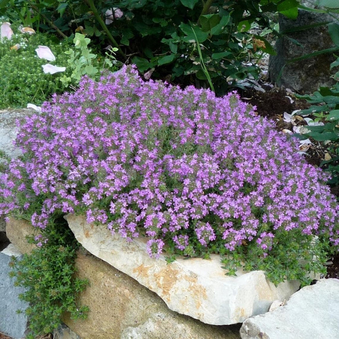 50 Thymus praecox Seeds, Mother of Thyme, creeping thyme Seeds , wild thyme Seeds, Walk on Me Plant