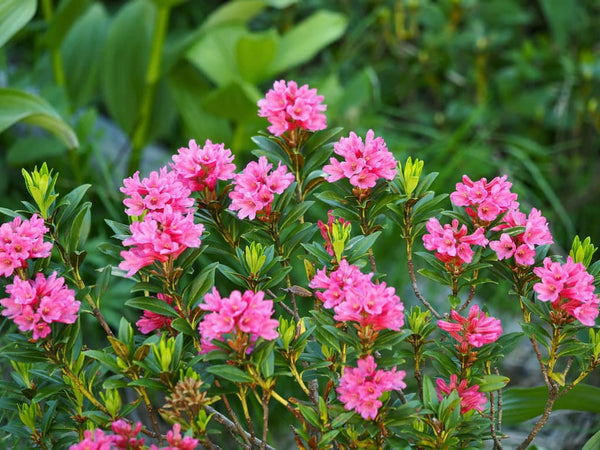 50  Rhododendron ferrugineum Seeds , alpenrose Seeds , snow-rose Seeds , rusty leaved alpenrose Seeds