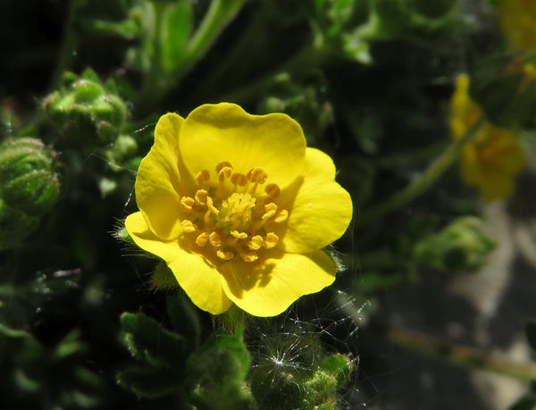 20 Potentilla crantzii Seeds , Alpine Cinquefoil Seeds ,