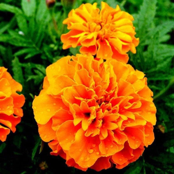 2000 Tagetes minuta Seeds , Tagates minuta Seeds , Mexican Marigold Seeds, Mint Marigold Seeds , Wild Marigold Seeds