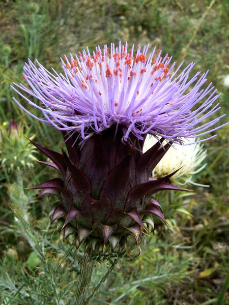 5 Cynara humilis Seeds ,  Wild thistle Seeds