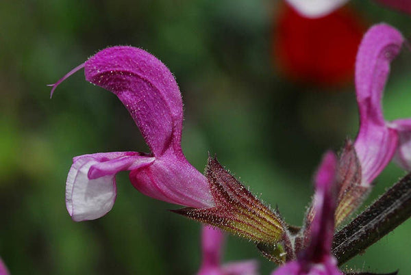 10 Salvia hierosolymitana Seeds,   Jerusalem salvia Seeds  ,Jerusalem sage Seeds