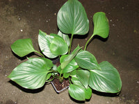 1 Homalomena aromatica Bulb, Aromatic perennial  Plant Bulb