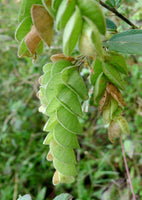 200 Flemingia chappar Seeds, luck plant Seeds,  wild hops Seeds