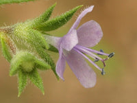 10 Trichostema brachiatum Seeds,  False pennyroyal Plant  Seeds